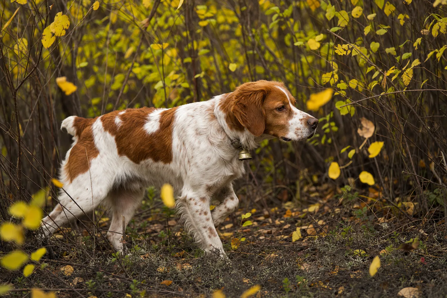 Brittany working grouse cover
