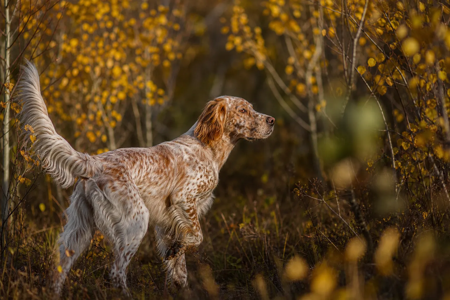 English Setter working grouse cover