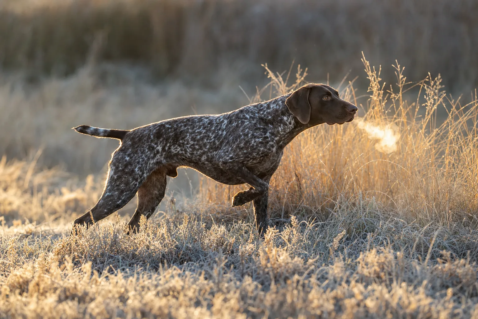 German Shorthaired Pointer working grouse cover