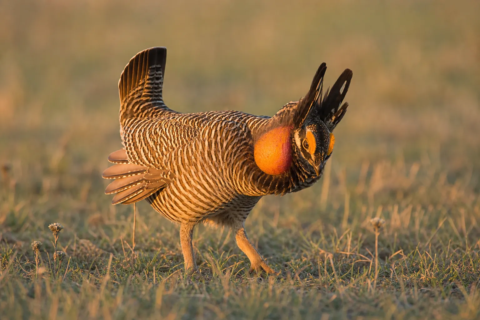 Greater Prairie Chicken in its natural habitat