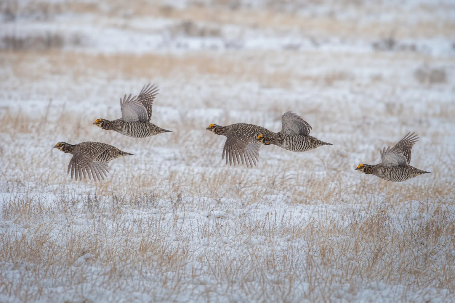 A winter flock rides the wind over the tallgrass.