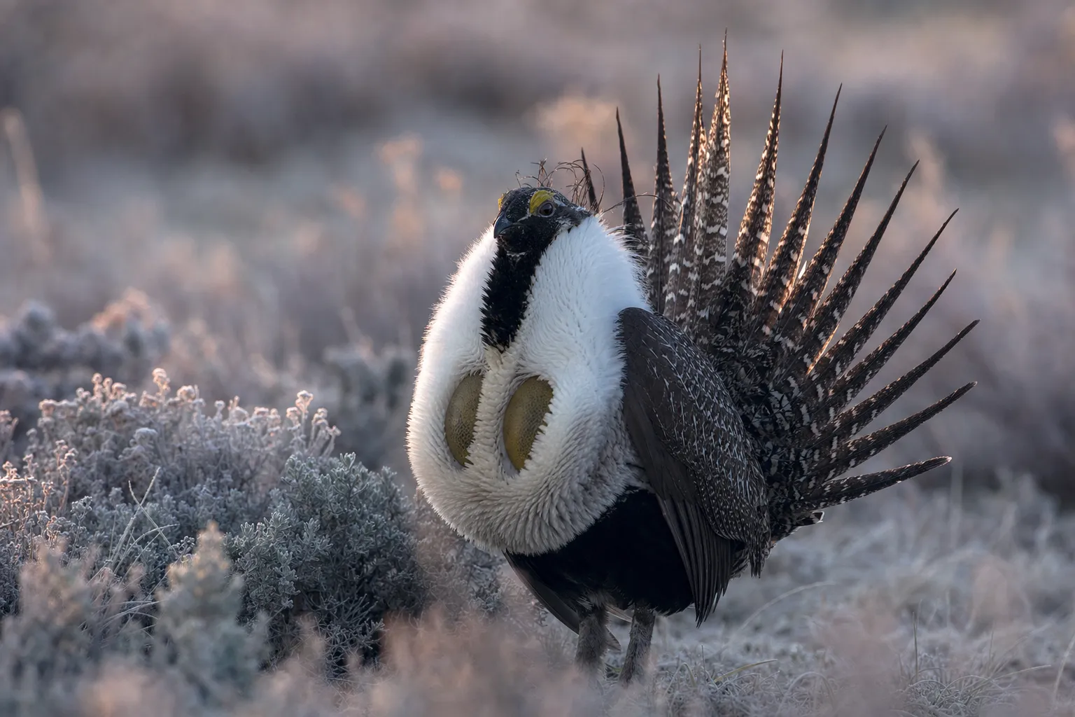 Greater Sage-Grouse in its natural habitat