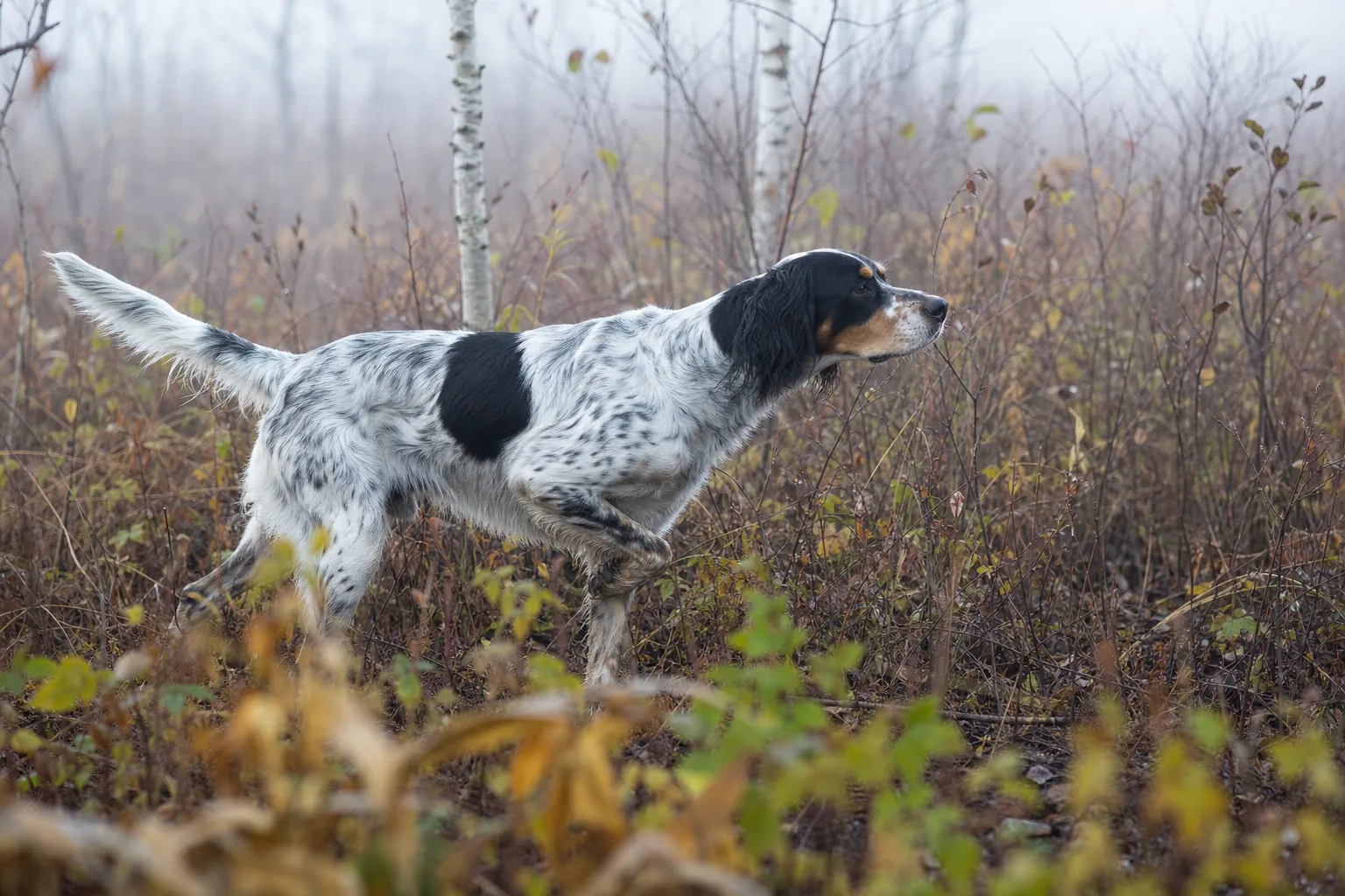 Llewellin Setter working grouse cover
