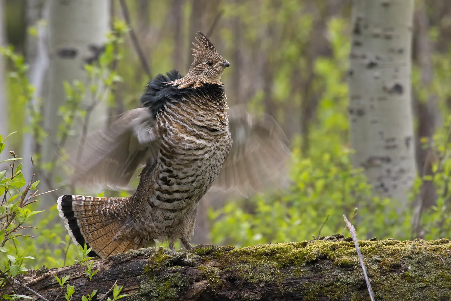 The drum: a male beats the air on his log until the woods thump.