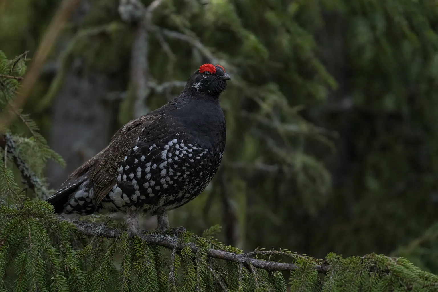 Spruce Grouse in its natural habitat