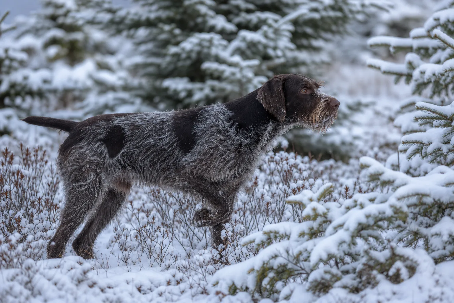 Wirehaired Pointing Griffon working grouse cover